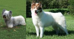 Skye Terrier vs Canadian Eskimo Dog - Breed Comparison
