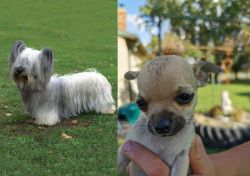 Skye Terrier vs Chihuahua - Breed Comparison