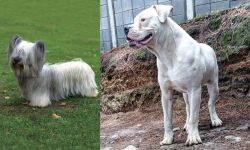 Skye Terrier vs Dogo Guatemalteco - Breed Comparison