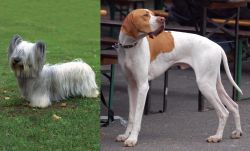 Skye Terrier vs English Pointer - Breed Comparison