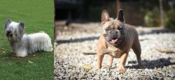 Skye Terrier vs French Bulldog - Breed Comparison