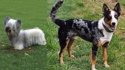 Skye Terrier vs German Coolie - Breed Comparison