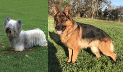 Skye Terrier vs German Shepherd - Breed Comparison