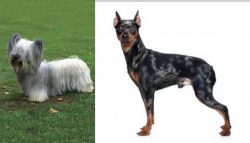 Skye Terrier vs Harlequin Pinscher - Breed Comparison