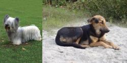 Skye Terrier vs Indian Pariah Dog - Breed Comparison