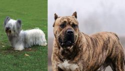Skye Terrier vs Perro de Presa Canario - Breed Comparison