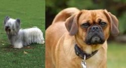 Skye Terrier vs Pugalier - Breed Comparison