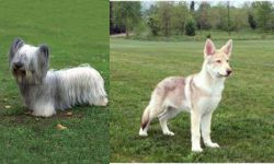 Skye Terrier vs Saarlooswolfhond - Breed Comparison