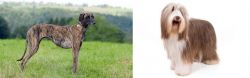 Sloughi vs Bearded Collie - Breed Comparison