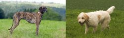 Sloughi vs Briquet Griffon Vendeen - Breed Comparison