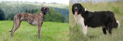 Sloughi vs Bulgarian Shepherd - Breed Comparison