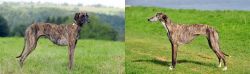 Sloughi vs Galgo Espanol - Breed Comparison