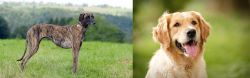 Sloughi vs Golden Retriever - Breed Comparison