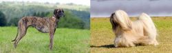Sloughi vs Lhasa Apso - Breed Comparison
