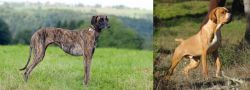 Sloughi vs Portuguese Pointer - Breed Comparison