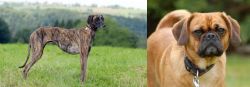 Sloughi vs Pugalier - Breed Comparison