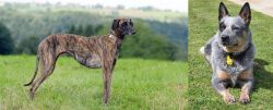 Sloughi vs Queensland Heeler - Breed Comparison