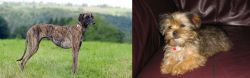 Sloughi vs Shorkie - Breed Comparison