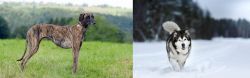 Sloughi vs Siberian Husky - Breed Comparison