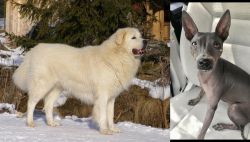 Slovak Cuvac vs American Hairless Terrier - Breed Comparison