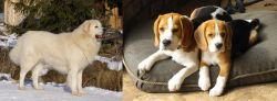 Slovak Cuvac vs Beagle - Breed Comparison