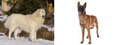 Slovak Cuvac vs Belgian Shepherd Dog (Malinois) - Breed Comparison