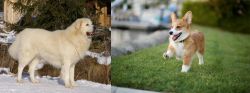 Slovak Cuvac vs Corgi - Breed Comparison