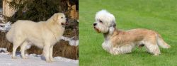 Slovak Cuvac vs Dandie Dinmont Terrier - Breed Comparison