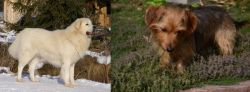 Slovak Cuvac vs Dorkie - Breed Comparison