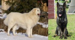 Slovak Cuvac vs East German Shepherd - Breed Comparison