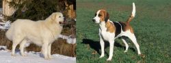 Slovak Cuvac vs English Foxhound - Breed Comparison