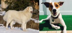 Slovak Cuvac vs Feist - Breed Comparison
