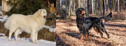 Slovak Cuvac vs Gordon Setter - Breed Comparison