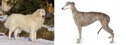 Slovak Cuvac vs Greyhound - Breed Comparison