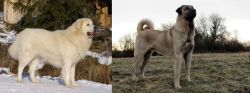 Slovak Cuvac vs Kangal Dog - Breed Comparison