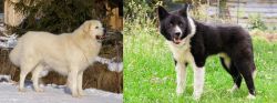 Slovak Cuvac vs Karelian Bear Dog - Breed Comparison
