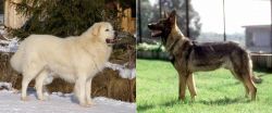 Slovak Cuvac vs Kunming Dog - Breed Comparison
