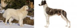 Slovak Cuvac vs Magyar Agar - Breed Comparison