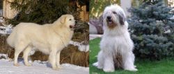 Slovak Cuvac vs Mioritic Sheepdog - Breed Comparison
