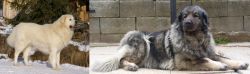 Slovak Cuvac vs Sarplaninac - Breed Comparison
