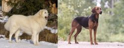 Slovak Cuvac vs Schillerstovare - Breed Comparison