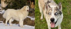Slovak Cuvac vs Shepherd Husky - Breed Comparison