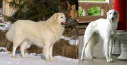 Slovak Cuvac vs Silken Windhound - Breed Comparison