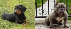 Slovakian Hound vs American Bully - Breed Comparison