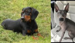 Slovakian Hound vs American Hairless Terrier - Breed Comparison