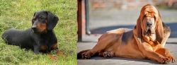 Slovakian Hound vs Bloodhound - Breed Comparison