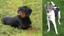 Slovakian Hound vs Brazilian Terrier - Breed Comparison