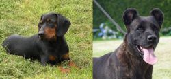 Slovakian Hound vs Cao Fila de Sao Miguel - Breed Comparison