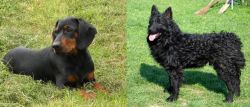 Slovakian Hound vs Croatian Sheepdog - Breed Comparison