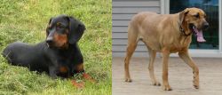 Slovakian Hound vs Danish Broholmer - Breed Comparison